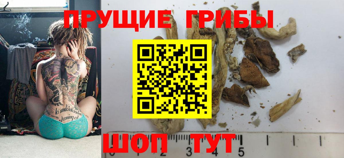 Волгоград  Псилоцибиновые грибы Psilocybe  Вход с VPN 